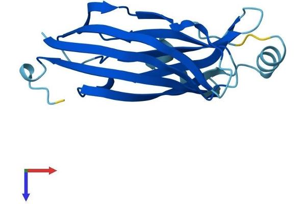 B9D2 Protein (AA 1-175) (His tag)