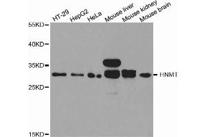 Western blot analysis of extracts of various cell lines, using HNMT antibody. (HNMT Antikörper)