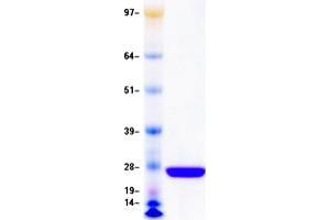 Western Blotting (WB) image for Thymidine Kinase 1, Soluble (TK1) protein (DYKDDDDK Tag) (ABIN2733610)