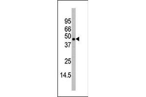 Western blot analysis of anti-P38beta Antibody (C-term) (ABIN391730 and ABIN2837972) in mouse heart tissue lysates (35 μg/lane). (MAPK11 Antikörper  (C-Term))