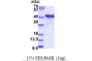 SDS-PAGE (SDS) image for Purine-Rich Element Binding Protein B (PURB) (AA 1-312) protein (His tag) (ABIN5853711) (PURB Protein (AA 1-312) (His tag))
