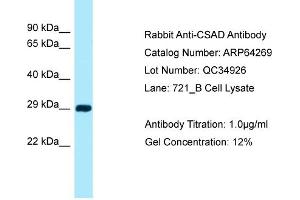 Western Blotting (WB) image for anti-Cysteine Sulfinic Acid Decarboxylase (CSAD) (N-Term) antibody (ABIN2789784) (CSAD Antikörper  (N-Term))