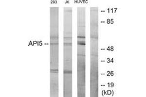 Western Blotting (WB) image for anti-Apoptosis Inhibitor 5 (API5) (AA 421-470) antibody (ABIN2879168) (Apoptosis Inhibitor 5 Antikörper  (AA 421-470))