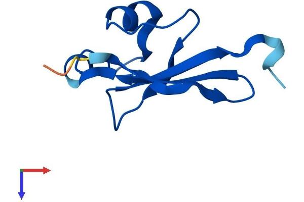 CKS2 Protein (AA 1-79) (Fc Tag)