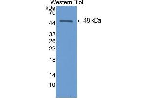 Western Blotting (WB) image for anti-Enolase, Muscle Specific (MSE) (AA 3-434) antibody (ABIN1077985) (MSE Antikörper  (AA 3-434))
