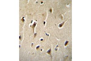 DCK Antibody (C-term) B immunohistochemistry analysis in formalin fixed and paraffin embedded human brain tissue followed by peroxidase conjugation of the secondary antibody and DAB staining. (DCK Antikörper  (C-Term))