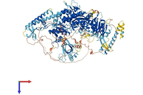 MSH6 Protein (AA 1-1360) (His tag)