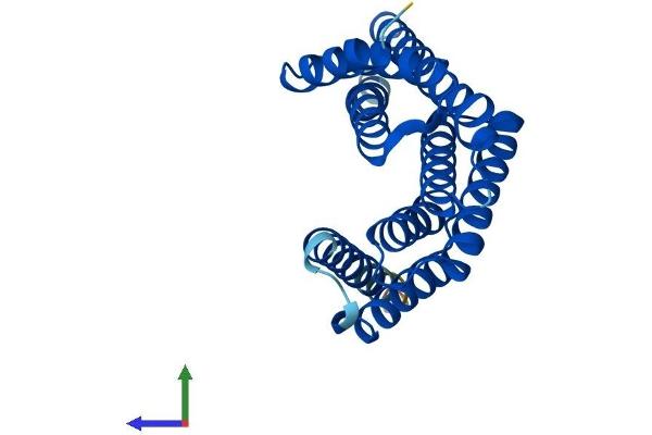 14-3-3 gamma Protein (YWHAG1) (AA 1-247) (His tag)