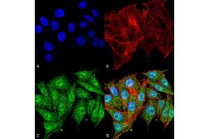 Immunocytochemistry/Immunofluorescence analysis using Rabbit Anti-IGF-1 Polyclonal Antibody . (IGF1 Antikörper  (PerCP))