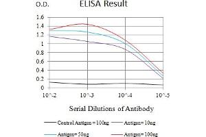 Black line: Control Antigen (100 ng),Purple line: Antigen (10 ng), Blue line: Antigen (50 ng), Red line:Antigen (100 ng) (CLEC12A Antikörper  (AA 65-265))