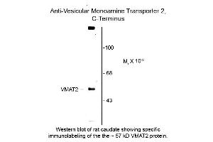 Western blot of Vesicular Monoamine Transporter 2 C-terminus VMAT2 Antibody Western Blot of Sheep anti-Vesicular Monoamine Transporter 2 C-terminus antibody. (SLC18A2 Antikörper  (C-Term))