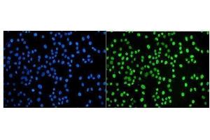 IF analysis of JUNB using anti-JUNB antibody (ABIN7603223). (JunB Antikörper  (N-Term))