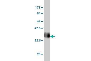 Western Blot detection against Immunogen (37. (Connexin 43/GJA1 Antikörper  (AA 261-361))