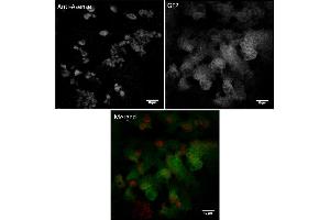 Immunofluorescence (IF) image for anti-Asense (C-Term) antibody (ABIN7272995) (Asense (C-Term) Antikörper)