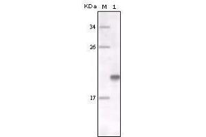 Western blot analysis using MER mouse mAb against fragment MER recombinant protein.