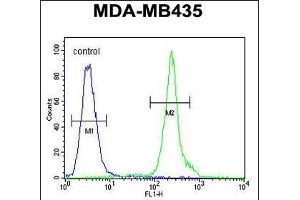 ZBBX Antibody (N-term) (ABIN654386 and ABIN2844132) flow cytometric analysis of MDA-M cells (right histogram) compared to a negative control cell (left histogram). (ZBBX Antikörper  (N-Term))