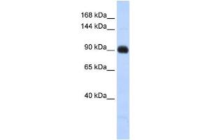 Western Blotting (WB) image for anti-Matrilin 2 (MATN2) antibody (ABIN2459990) (MATN2 Antikörper)
