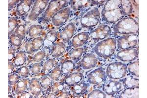 ABIN308433 (2µg/ml) staining of paraffin embedded Mouse Colon. (APOA4 Antikörper  (Internal Region))