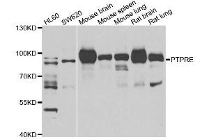 Western blot analysis of extracts of various cell lines, using PTPRE antibody. (PTPRE Antikörper  (AA 20-200))