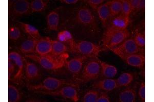 Immunofluorescence (IF) image for anti-VEGF Receptor 2 (VEGFR2) (pTyr1175) antibody (ABIN7138916)