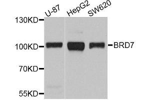 Western blot analysis of extracts of various cell lines, using BRD7 antibody. (BRD7 Antikörper  (AA 1-95))