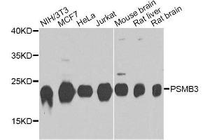 Western blot analysis of extracts of various cell lines, using PSMB3 antibody. (PSMB3 Antikörper  (AA 1-205))