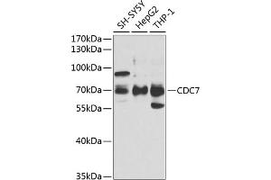 Western blot analysis of extracts of various cell lines, using CDC7 antibody (ABIN6131560, ABIN6138267, ABIN6138268 and ABIN6221407) at 1:1000 dilution. (CDC7 Antikörper  (AA 275-574))