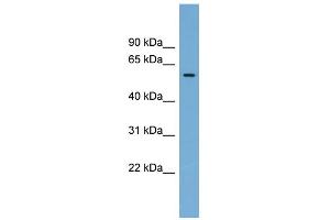 WB Suggested Anti-IFI44 Antibody Titration:  0. (IFI44 Antikörper  (Middle Region))