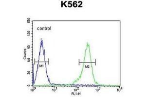 Flow cytometric analysis of K562 cells using RBM43 antibody (N-term) Cat. (RBM43 Antikörper  (N-Term))