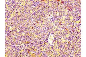 IHC image of ABIN7155241 diluted at 1:400 and staining in paraffin-embedded human lymph node tissue performed on a Leica BondTM system. (HRH4 Antikörper  (AA 204-292))