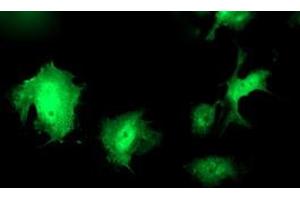 Anti-WWTR1 mouse monoclonal antibody (ABIN2454960) immunofluorescent staining of COS7 cells transiently transfected by pCMV6-ENTRY WWTR1 (RC204082). (WWTR1 Antikörper)