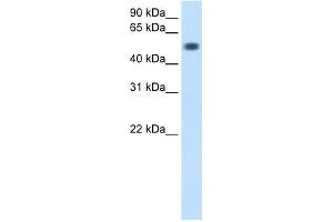 TOR3A antibody used at 0. (TOR3A Antikörper  (Middle Region))
