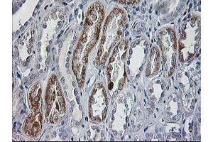 Immunohistochemical staining of paraffin-embedded Human Kidney tissue using anti-CCM2 mouse monoclonal antibody. (CCM2 Antikörper)