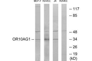 Western blot analysis of extracts from MCF-7 cells, HUVEC cells and Jurkat cells, using OR10AG1 antibody. (OR10AG1 Antikörper  (C-Term))