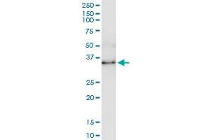 Immunoprecipitation (IP) image for anti-Annexin A1 (ANXA1) (AA 1-346) antibody (ABIN513351)