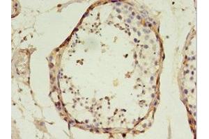 Immunohistochemistry of paraffin-embedded human testis tissue using ABIN7172467 at dilution of 1:100 (TFAM Antikörper  (AA 43-246))
