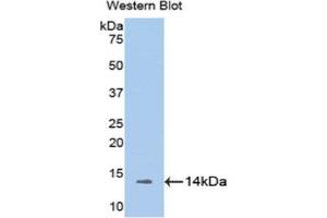 Western Blotting (WB) image for anti-Melatonin Receptor 1A (MTNR1A) (AA 216-257) antibody (ABIN1175869) (Melatonin Receptor 1A Antikörper  (AA 216-257))