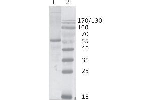 Western Blot testing of HIV-1 p24 antibody, clone N29.