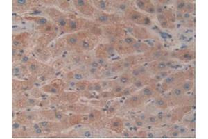 IHC-P analysis of Human Liver Tissue, with DAB staining. (HPR Antikörper  (AA 70-332))