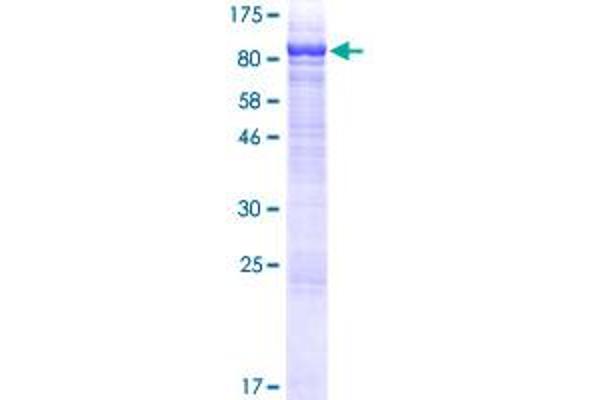TGM4 Protein (AA 1-684) (GST tag)