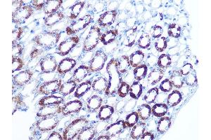 Immunohistochemistry of paraffin-embedded mouse kidney using B Rabbit mAb (ABIN7265850) at dilution of 1:100 (40x lens). (BAG3 Antikörper)