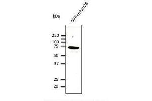 Anti-Rab9b Ab at 1/500 dilution, lysates at 100 µg per Iane, rabbit polyclonal to goat lµg (HR? (RAB28 Antikörper  (C-Term))