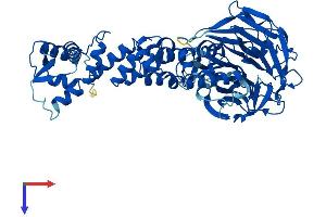 KLHL12 Protein (AA 1-568) (His tag)