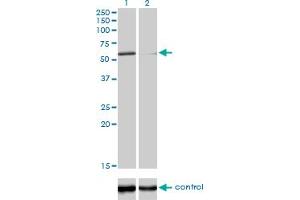 Western Blotting (WB) image for anti-Polymerase (DNA Directed) kappa (POLK) (AA 1-472) antibody (ABIN565606)