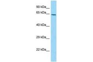 Image no. 1 for anti-Numb Homolog (NUMB) (C-Term) antibody (ABIN6748443) (NUMB Antikörper  (C-Term))