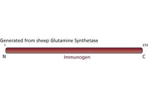 Image no. 3 for anti-Glutamine Synthetase (GLN1) (AA 1-373) antibody (ABIN968015) (GLN1 Antikörper  (AA 1-373))
