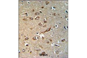 GPR180 Antibody IHC analysis in formalin fixed and paraffin embedded brain tissue followed by peroxidase conjugation of the secondary antibody and DAB staining.