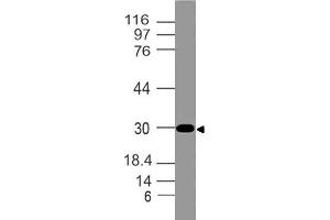 Image no. 1 for anti-Corticotropin-Like Intermediate Peptide (CLIP) (AA 156-176) antibody (ABIN5027661) (CLIP Antikörper  (AA 156-176))