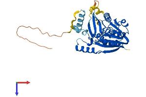 Calmodulin-Lysine N-Methyltransferase (CAMKMT) (AA 1-323) protein (His tag)