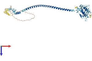 Beclin 1 Protein (AA 1-450) (His tag)